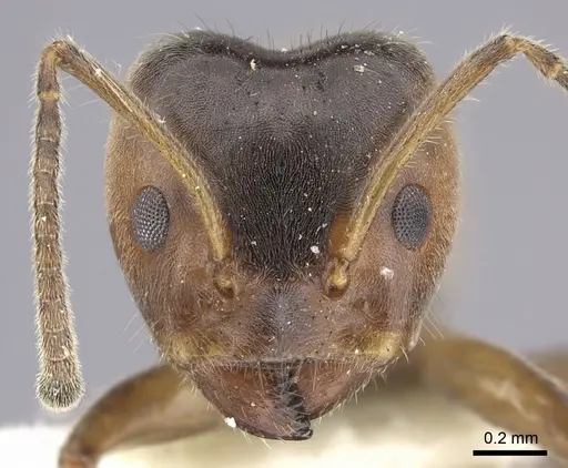 Azteca flavigaster specimen CASENT0619172 image casent0619172_2