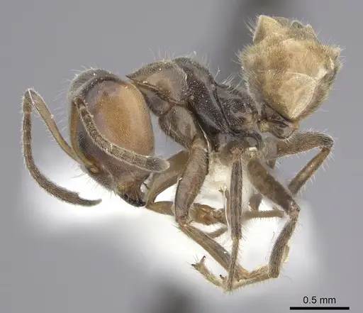 Azteca flavigaster specimen CASENT0619172 image casent0619172_3