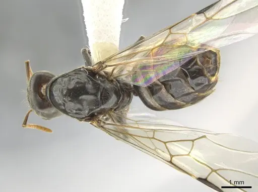 Azteca flavigaster specimen CASENT0635719 image casent0635719_1