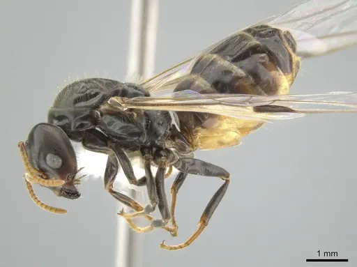 Azteca flavigaster specimen CASENT0635719 image casent0635719_3