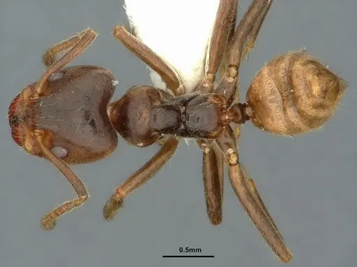 Azteca flavigaster specimen CASENT0886051 image casent0886051_1