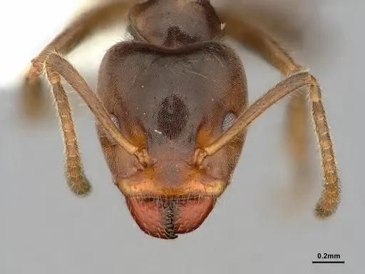 Azteca flavigaster specimen CASENT0886051 image casent0886051_2