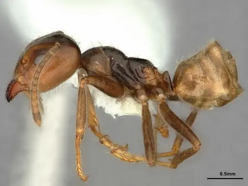 Azteca flavigaster specimen CASENT0886051 image casent0886051_3
