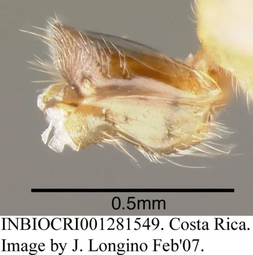 Azteca flavigaster specimen INBIOCRI001281549 image inbiocri001281549_1