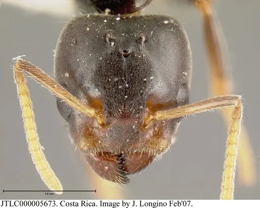 Azteca flavigaster specimen JTLC000005673 image jtlc000005673_1