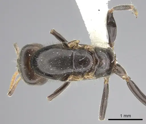 Azteca flavigaster specimen JTLC000005679 image jtlc000005679_1