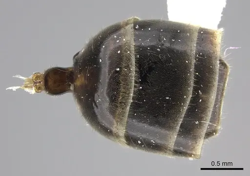 Azteca flavigaster specimen JTLC000005679 image jtlc000005679_2