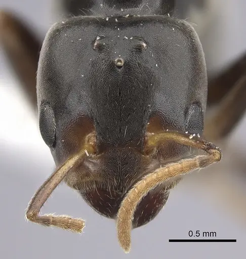 Azteca flavigaster specimen JTLC000005679 image jtlc000005679_3