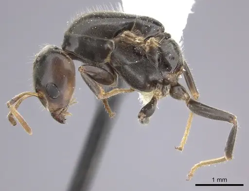 Azteca flavigaster specimen JTLC000005679 image jtlc000005679_4