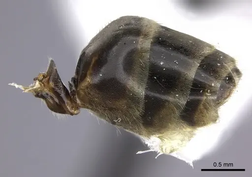 Azteca flavigaster specimen JTLC000005679 image jtlc000005679_5