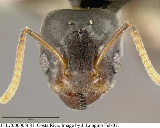 Azteca flavigaster specimen JTLC000005681 image jtlc000005681_1