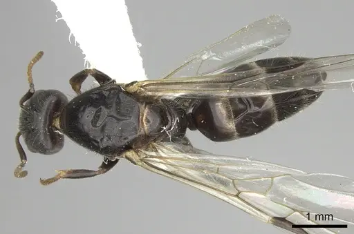 Azteca flavigaster specimen JTLC000005689 image jtlc000005689_1