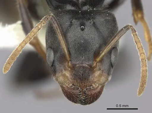 Azteca flavigaster specimen JTLC000005689 image jtlc000005689_2