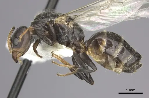 Azteca flavigaster specimen JTLC000005689 image jtlc000005689_3