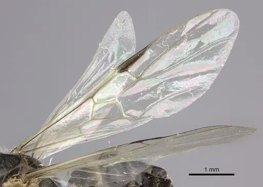 Azteca flavigaster specimen JTLC000005689 image jtlc000005689_4
