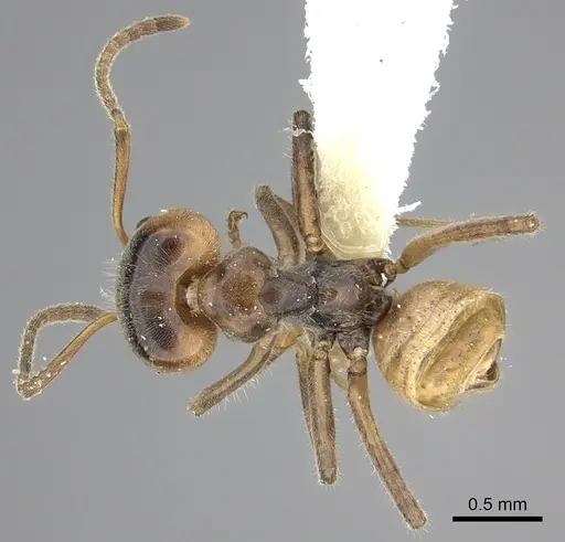 Azteca flavigaster specimen JTLC000005690 image jtlc000005690_1