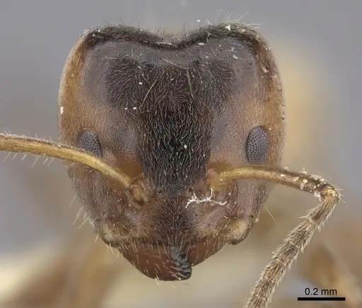 Azteca flavigaster specimen JTLC000005690 image jtlc000005690_2
