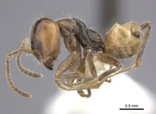 Azteca flavigaster specimen JTLC000005690 image jtlc000005690_3