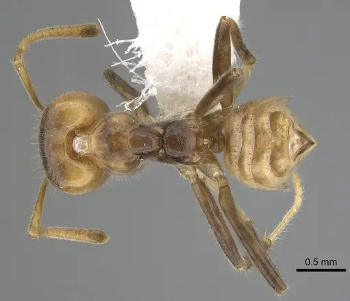 Azteca flavigaster specimen JTLC000009528 image jtlc000009528_1