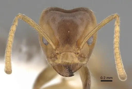Azteca flavigaster specimen JTLC000009528 image jtlc000009528_2