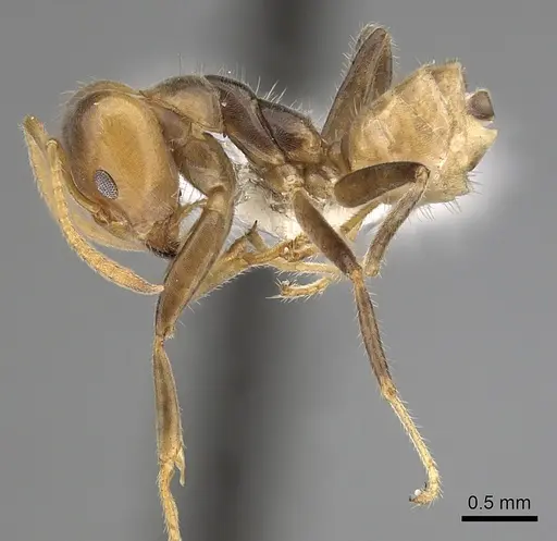 Azteca flavigaster specimen JTLC000009528 image jtlc000009528_3