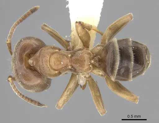 Azteca forelii specimen CASENT0619152 image casent0619152_1