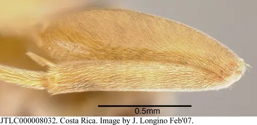 Azteca forelii specimen CASENT0619152 image casent0619152_5