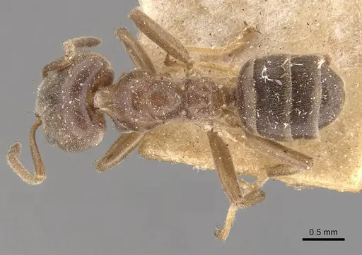 Azteca forelii specimen CASENT0909632 image casent0909632_1