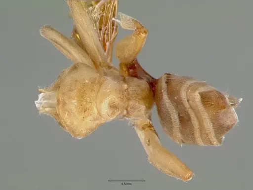 Azteca forelii specimen CASTYPE00610 image castype00610_1