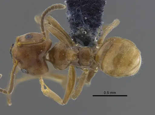 Azteca forelii specimen CBUMAGENT41840 image cbumagent41840_1