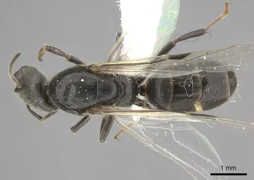 Azteca forelii specimen JTLC000008032 image jtlc000008032_1