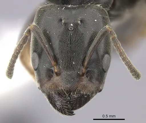 Azteca forelii specimen JTLC000008032 image jtlc000008032_2
