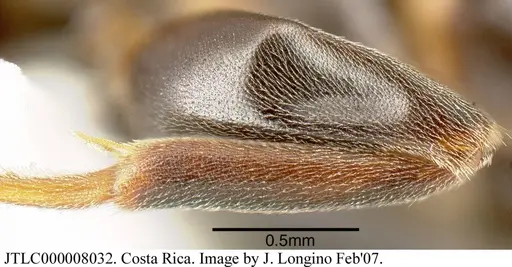Azteca forelii specimen JTLC000008032 image jtlc000008032_5