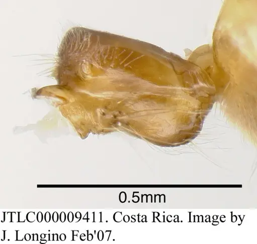 Azteca forelii specimen JTLC000009410 image jtlc000009410_1
