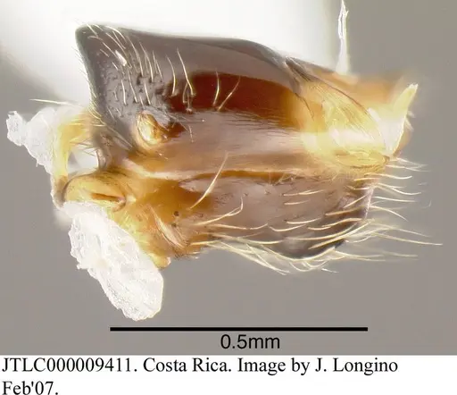 Azteca forelii specimen JTLC000009411 image jtlc000009411_1