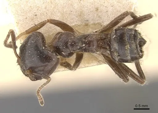 Azteca gnava specimen CASENT0909699 image casent0909699_1