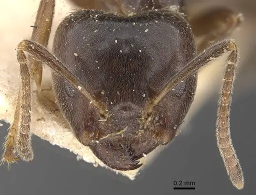 Azteca gnava specimen CASENT0909699 image casent0909699_2