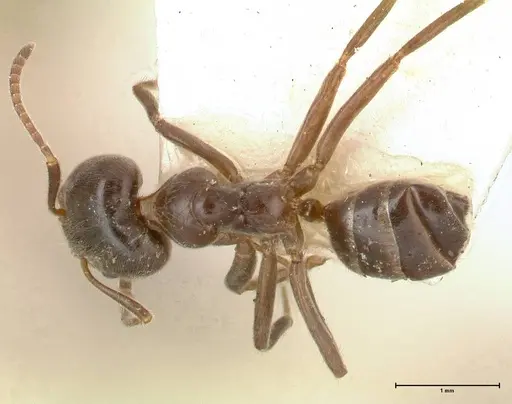 Azteca gnava specimen FOCOL0539 image focol0539_1
