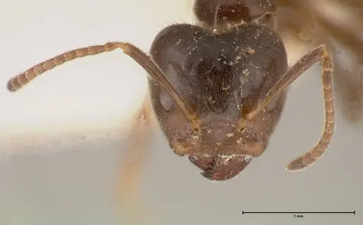 Azteca gnava specimen FOCOL0539 image focol0539_2