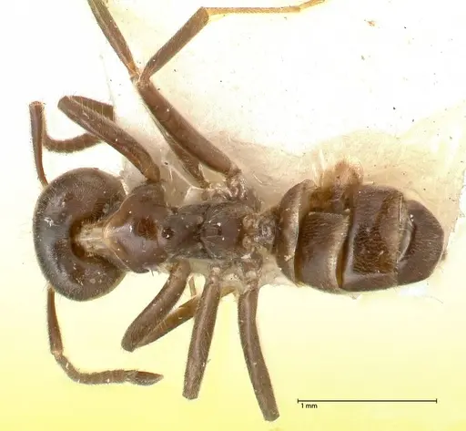 Azteca gnava specimen FOCOL0540 image focol0540_1