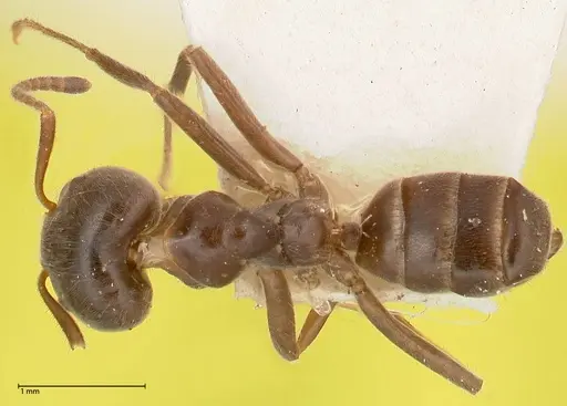 Azteca gnava specimen FOCOL0541 image focol0541_1