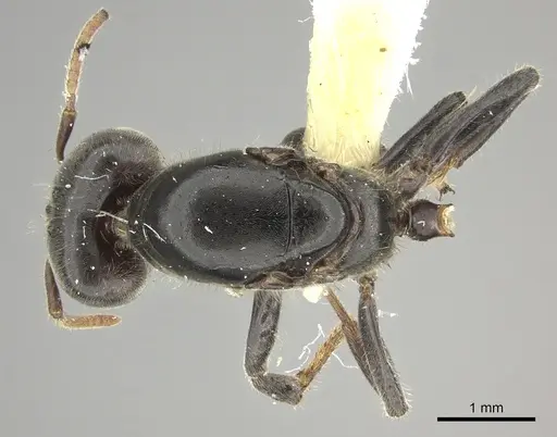 Azteca gnava specimen JTLC000005778 image jtlc000005778_1