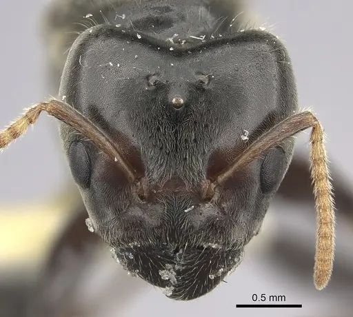 Azteca gnava specimen JTLC000005778 image jtlc000005778_2