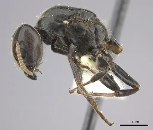 Azteca gnava specimen JTLC000005778 image jtlc000005778_3