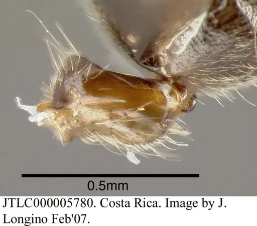 Azteca gnava specimen JTLC000005780 image jtlc000005780_3