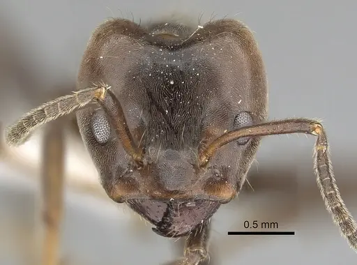 Azteca gnava specimen JTLC000009534 image jtlc000009534_2