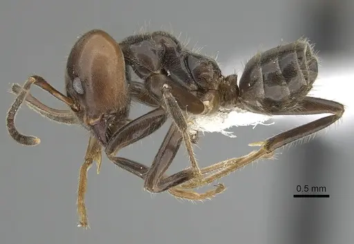 Azteca gnava specimen JTLC000009534 image jtlc000009534_3