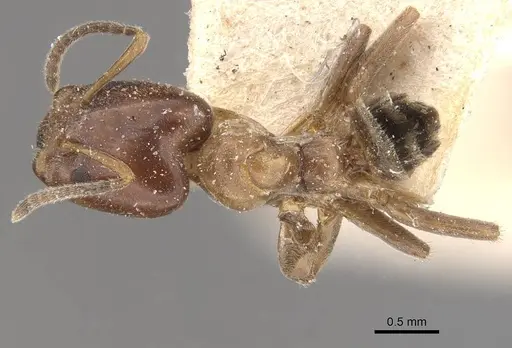 Azteca hypophylla specimen CASENT0909637 image casent0909637_1
