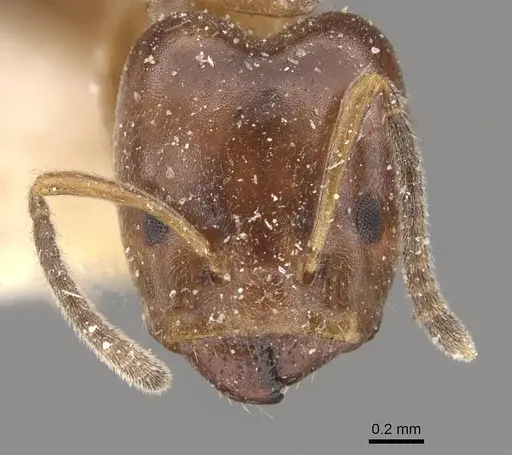 Azteca hypophylla specimen CASENT0909637 image casent0909637_2