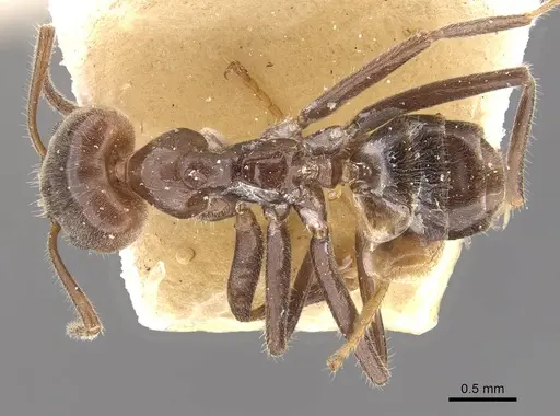 Azteca iheringi specimen CASENT0909641 image casent0909641_1